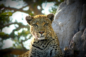 Lonely female leopard waits quiet over a hill looking for her pray in Pom-Pom Island private game reserve, Okavango delta, Botswana, Africa