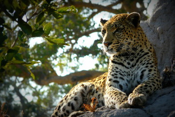 Naklejka na ściany i meble Lonely female leopard waits quiet over a hill looking for her pray in Pom-Pom Island private game reserve, Okavango delta, Botswana, Africa
