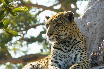 Lonely female leopard waits quiet over a hill looking for her pray in Pom-Pom Island private game reserve, Okavango delta, Botswana, Africa