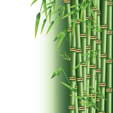 Bamboo trunk with leaves icon. Nature plant decoration and asia theme. Colorful design. Vector illustration © Jemastock