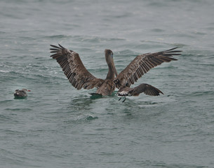 Brown Pelicans diving for fish