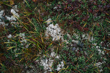 mountain grass. Blueberry meadow. Top view, flat lay