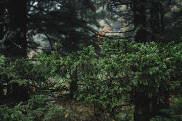 Fototapeta premium Fir tree branch