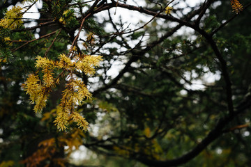 Autumn forest in the mountains. Southern Urals, Taganay National Park.