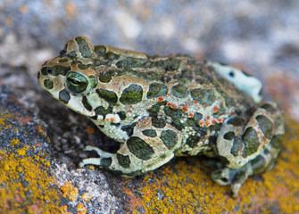 European green toad (Bufo viridis)