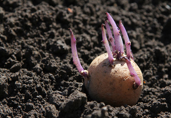 Germinated potato on the ground