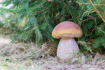 boletus mushroom