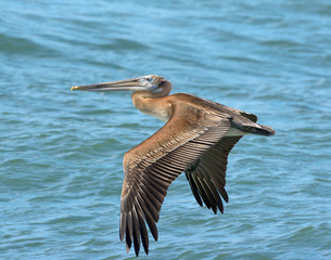 Brown Pelican flying