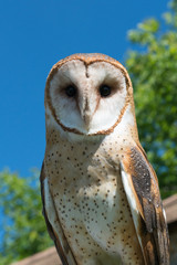 Owl close up