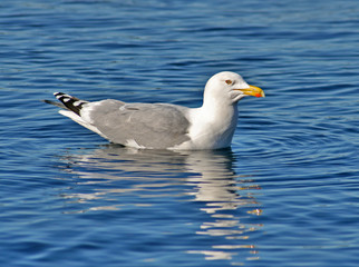 Fototapeta premium Seagull floating on water
