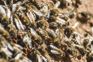 Honey bee beehive Wax Frame working 2