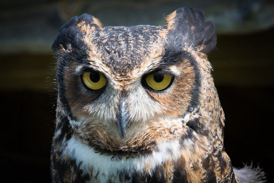 Owl close up