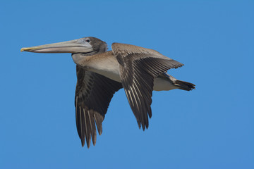 Brown Pelican flying