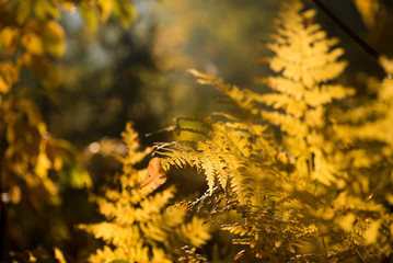 fern fall leaf