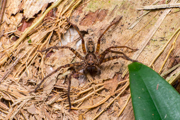 A brown Huntsman Spider of the family Sparassidae on the ground
