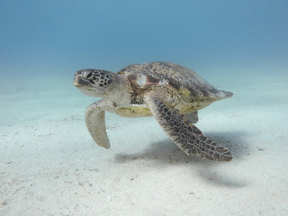 Obraz premium Green sea turtle swimming underwater Red Sea. Egypt