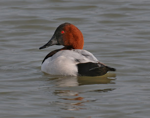 Canvasback duck