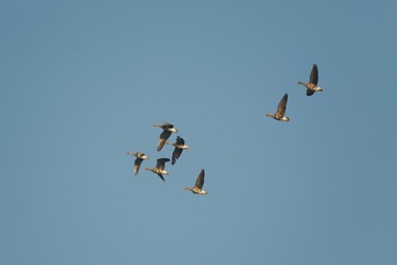Geese Flying Up