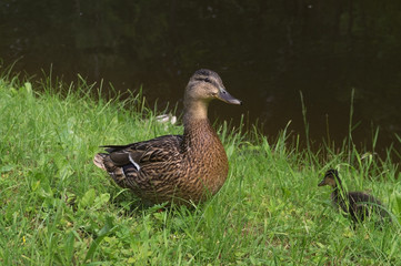 The mallard with its kid  in a grass.