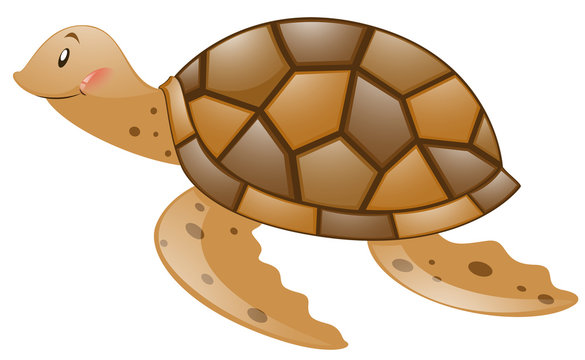 Brown turtle on white background