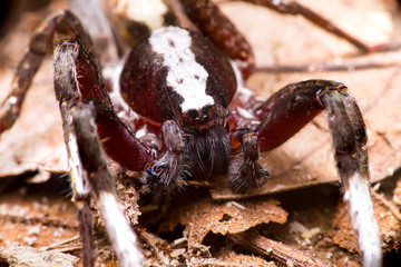 Brown wolf spider (Ctenus floweri) on the dead leaves
