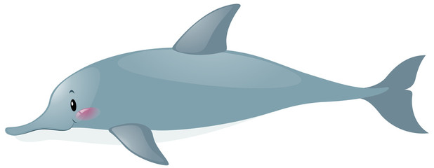 Cute dolphin on white background
