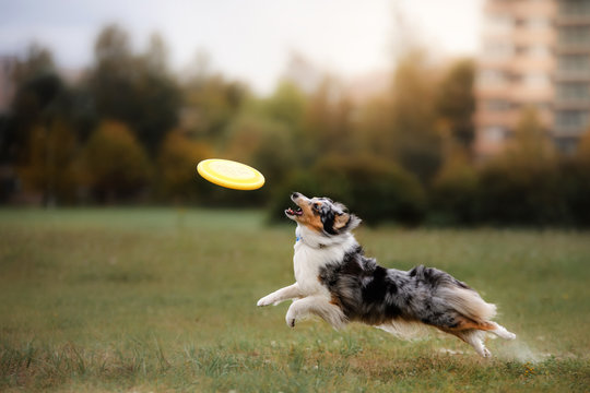 Dog catching flying disc in jump