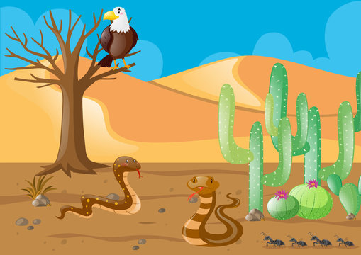 Snakes and eagle in the desert