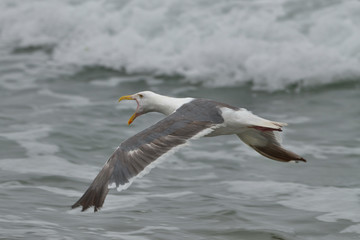 Fototapeta na wymiar Western Gull flying in front of surf
