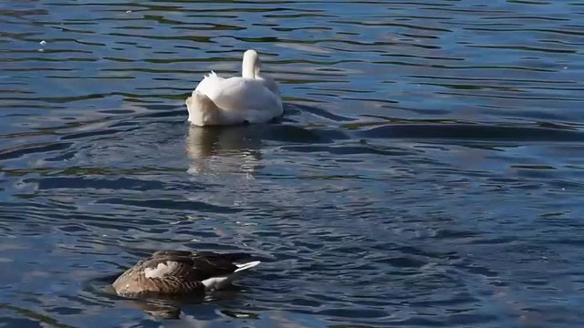 Гусь преследует белого лебедя.-
Gus pursues white swan.