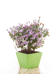 vase of wild flowers on a white background isolated