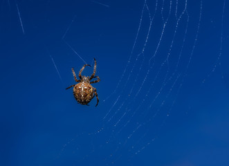 Spider.