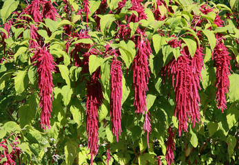 Amaranth (Amaranthus caudatus) flowers. Leaves and seeds, are edible. Perennial.
