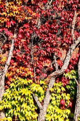 Ivy leaves on autumn