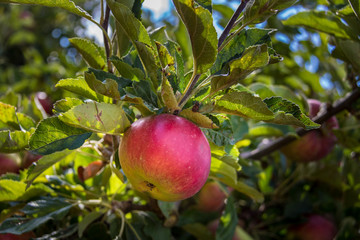 Pomme