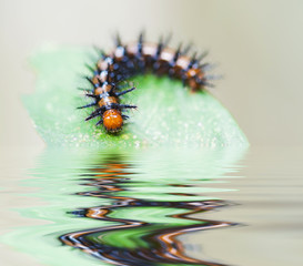 Colorful caterpillar crawling on a green wet leafwith reflection in water. Costa Rica