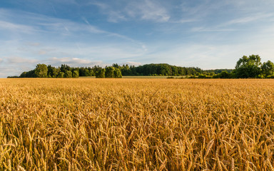 Getreidefeld in der Grafschaft; Deutschland 