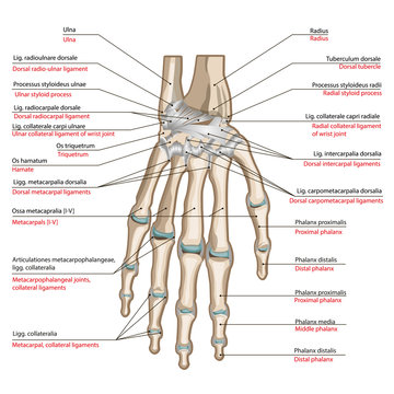 Bones and ligaments of the back side of the hand