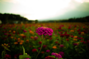 Lone flower among many