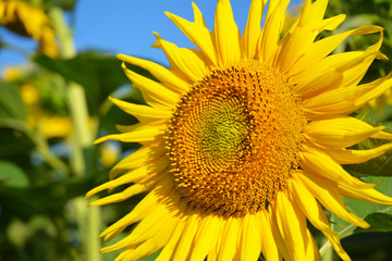 sunflower on the sunflowers field