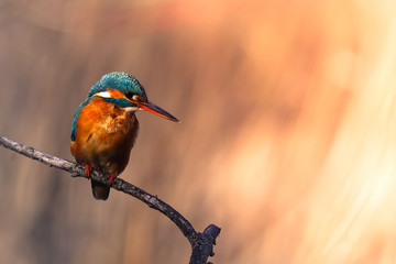 Martin-pêcheur d'Europe perché sur une branche - Alcedo atthis - Common Kingfisher
