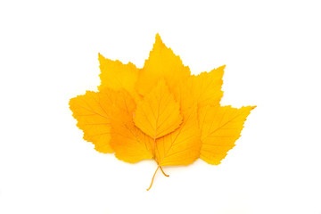 Yellow leaf on white background. 