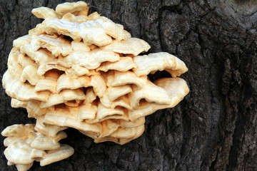 Riesiger Pilz besiedelt einen Baum
