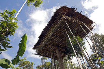 Korowai Treetop House Deep Inside the Forest. Papua, Indonesia