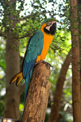 Gelbbauchara Sitz auf einem Stamm 