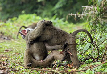 Obraz premium Juvenile Olive Baboons (Papio Anubis) Fighting. Bigodi Swam, Uganda