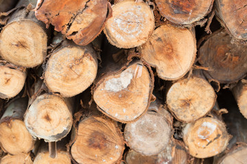 timber stacked texture tree brown