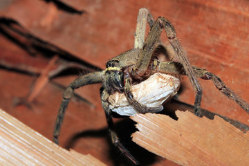 Spider Carrying an Egg Sack. Kampung Mabul, West Papua, Indonesia
