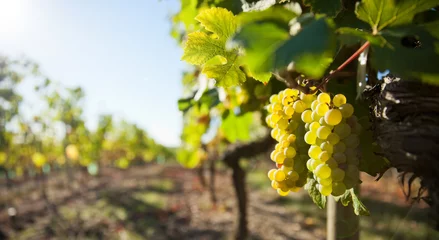 Fotobehang Grappe de raisin dans les vignes © Thierry RYO