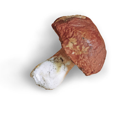 Freshly picked porcini (Boletus edulis) isolated on white background. Big mushroom  - natural food ingredient. Penny bun with clipping path.